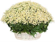 Цветочная композиция из Ромашки в корзине #REPLACE_PRED# Октябрьский Белгородской области